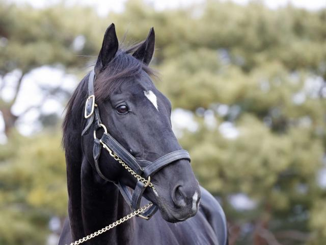 種牡馬デビュー控えるブラックブロッサムなどが元気な姿見せる 種牡馬展示会