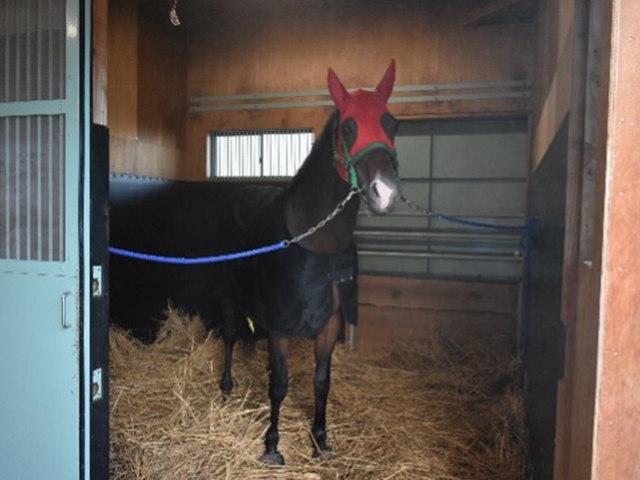 サウジ遠征のイグナイター 輸出検査のため地方競馬教養センターに入厩