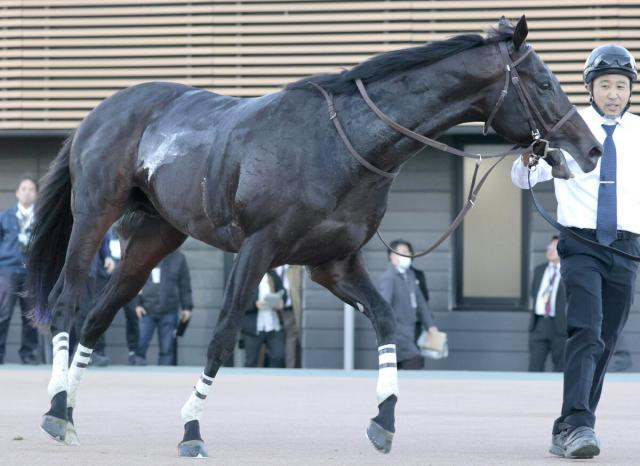 【注目馬動向】デビュー2連勝で葉牡丹賞Vのヴィンセンシオはルメール騎手で報知杯弥生賞ディープインパクト記念へ