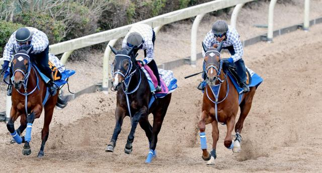 【共同通信杯】重賞初挑戦リトルジャイアンツ、クラシックの新風だ!村田調教師「大きいところを狙っていきたい」闘魂こめて平地初タイトル狙う!