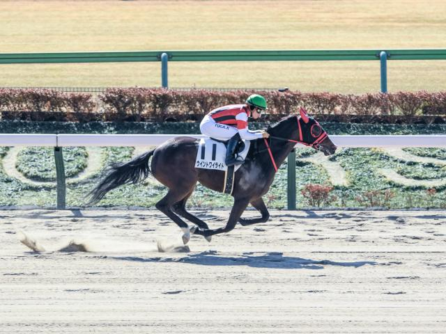 【メイクデビュー東京2Rレース後コメント】ウイントワイライト川田将雅騎手ら