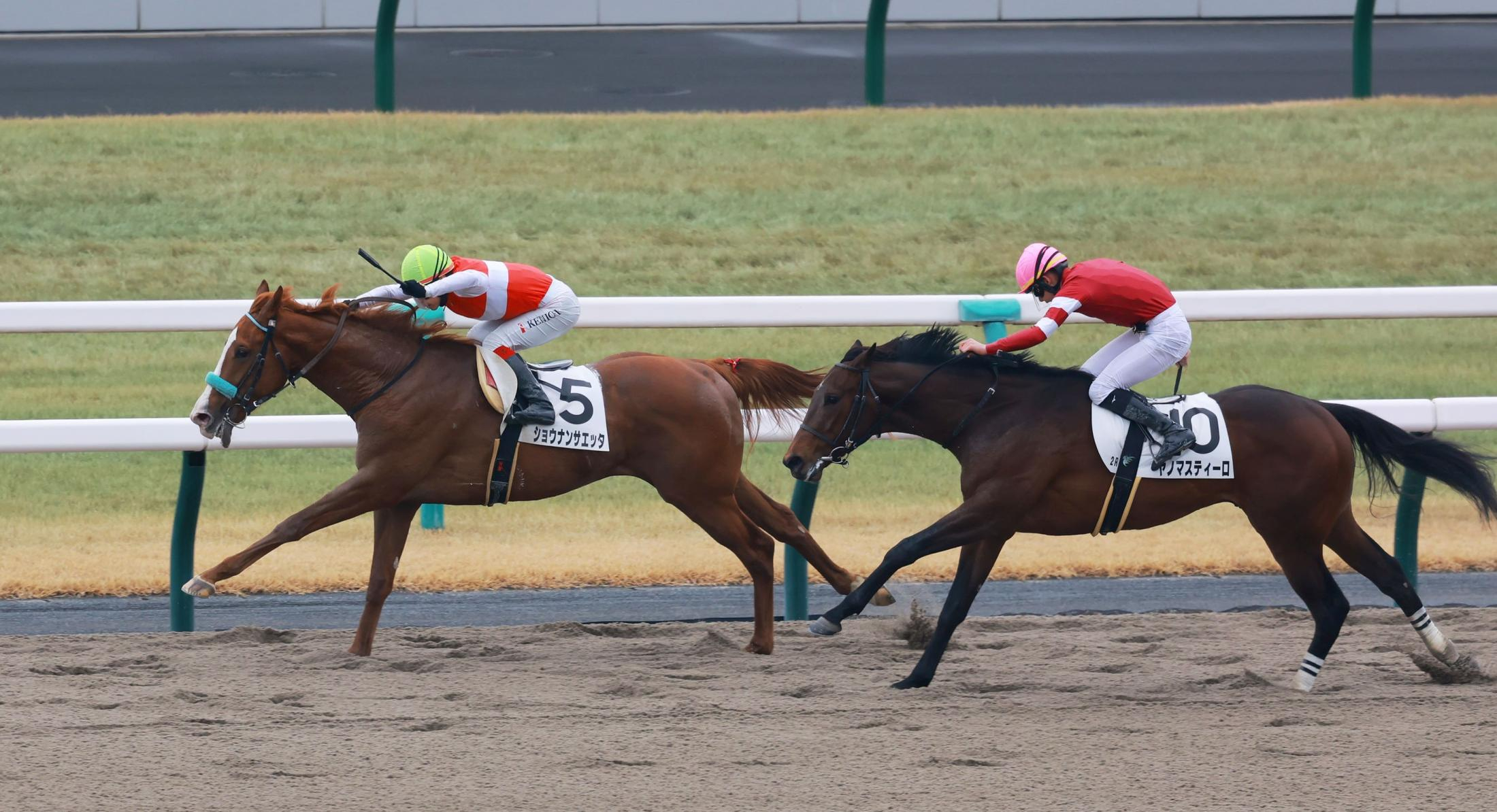 【新馬戦】ショウナンサエッタ　鼻差競り勝った　全姉にショウナンナデシコ　池添は今後の成長に期待「まだこれからですね」