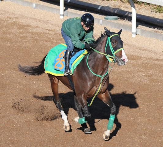 【阪急杯】アサカラキングが復調に手応え　美浦・坂路で49秒3の猛時計　斎藤誠調教師「状態に不安はない」