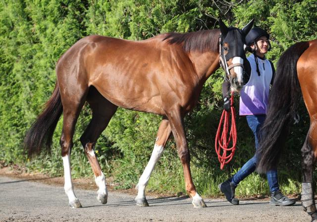 【古馬・注目馬動向】オークス6着のスウィープフィートが愛知杯で復帰予定