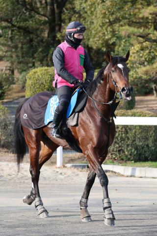 【サウジカップ】ラムジェットは万全の仕上がり　佐々木調教師「鳥肌が立ちました」状態に太鼓判