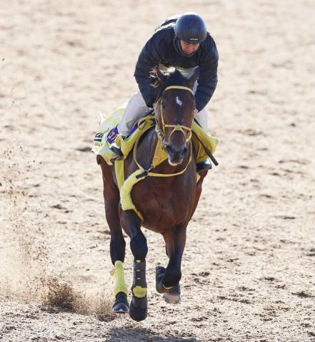 【サウジカップ】サウジカップに出走する”テソーロ”2頭が豪華な併せ馬　順調な仕上がりをアピール