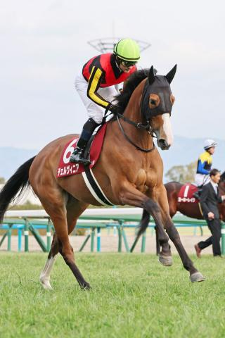 【注目馬動向】京都記念9着のチェルヴィニアは予定通りドバイ・シーマクラシックへ