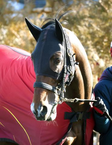 【注目馬動向】リスグラシューの弟ネブラディスクは若葉Sか毎日杯　スライビングロードは報知杯FRへ