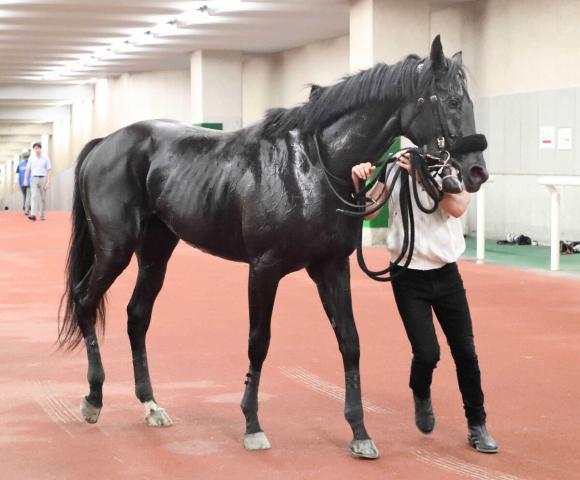 【注目馬動向】セレクト3億円馬のジェゼロは自己条件の大寒桜賞で復帰予定