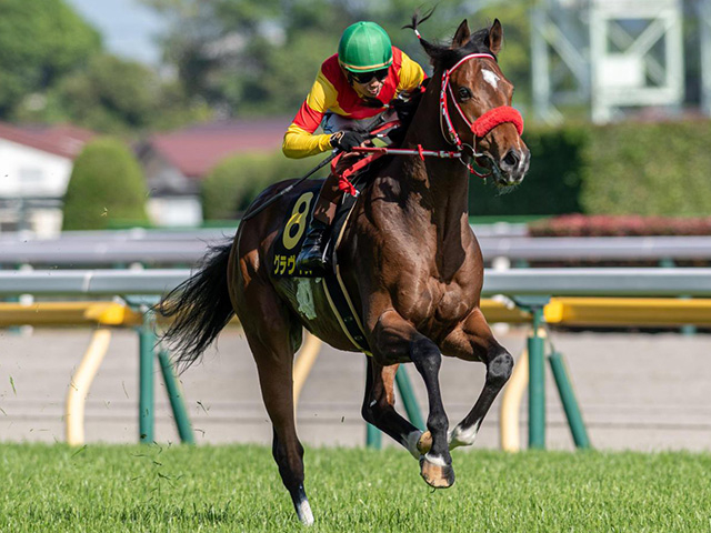 前走初ダートで快勝 超良血グラヴィスが連勝狙う