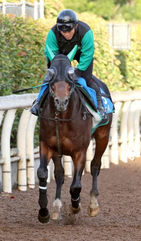 【注目馬動向】チカッパ、ジャスパークローネ、ドンフランキーの3頭がドバイ・ゴールデンシャヒーンの招待を受諾