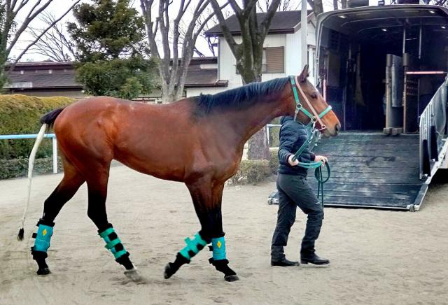 ラストG1の音無厩舎3頭が東京競馬場に到着　陣営はサンライズジパングに「最後のG1。100%に近づけるように」