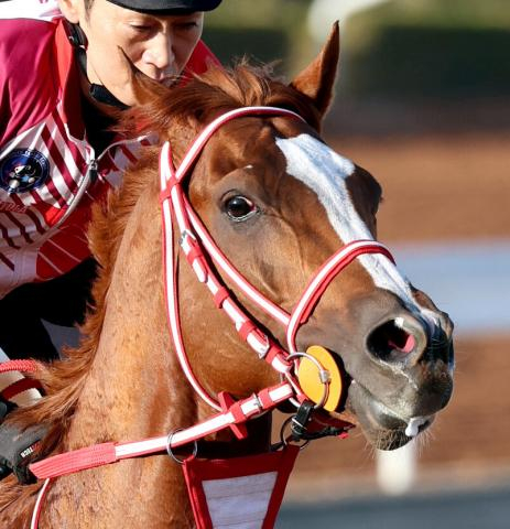 【ネオムターフC】シンエンペラーが逃げ切り海外重賞初勝利　次はドバイ・シーマクラシックでG1初制覇へ