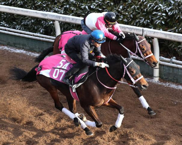 【チューリップ賞】ビップデイジー　阪神でもやれる、陣営「いい勝負になる」