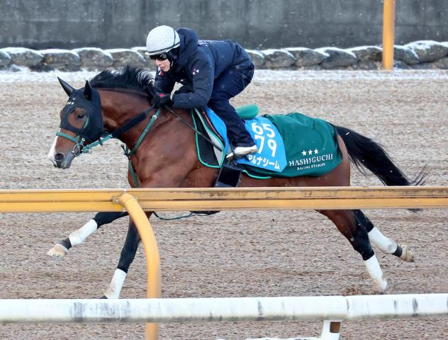 【中山記念】アルナシームは心身ともに著しい成長　橋口調教師「今が一番いい感じ」