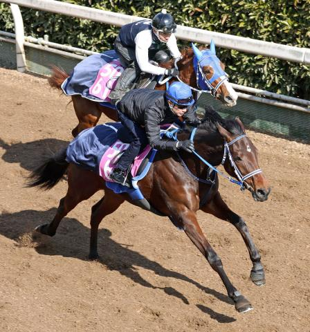 【チューリップ賞】武豊騎手が河内厩舎のウォーターガーベラと初コンタクト「何とか最後、兄弟子と勝ちたい」