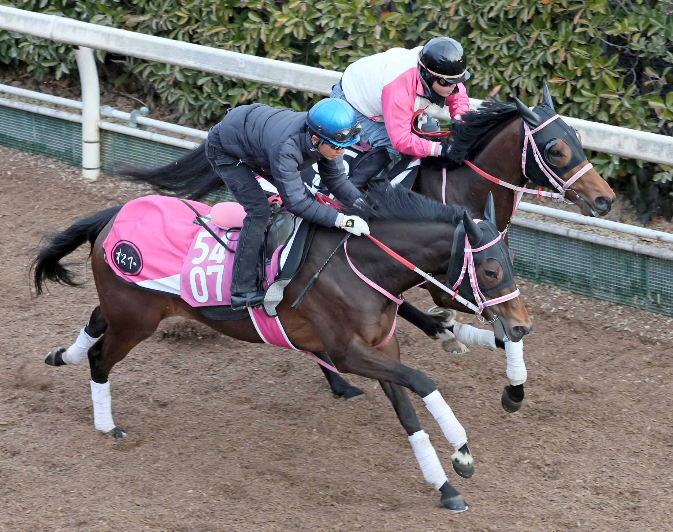 【チューリップ賞】ビップデイジー　開花宣言　びっしり１週前経てさらに好反応　実力見せつける