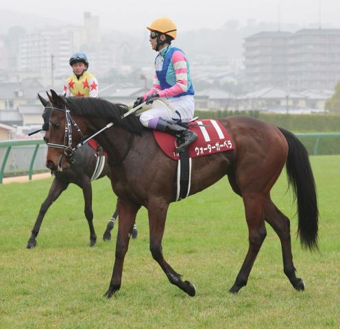 【3歳・注目馬動向】チューリップ賞2着のウォーターガーベラは石橋厩舎に転厩して桜花賞へ　鞍上は調整中