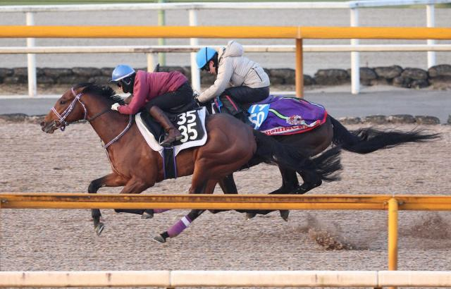 【弥生賞】ファウストラーゼン　走るごとに集中　菊本助手「ジョッキーの感触が良かったし、息遣いもいい」