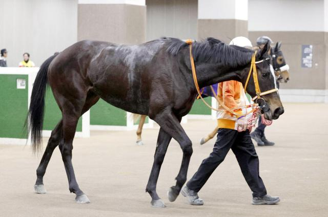 【アネモネS】キョウエイボニータは新コンビの原優介騎手が好感触　「今週は何とか権利を」