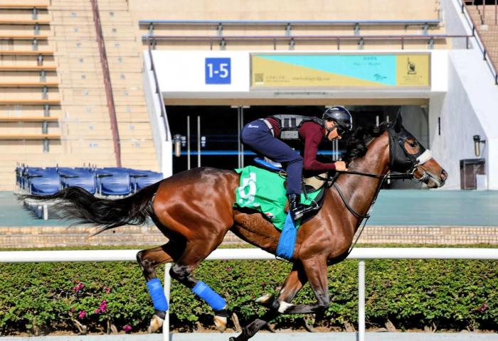 ステレンボッシュはモレイラとのコンビ継続で大阪杯へ　前走香港ヴァーズは３着