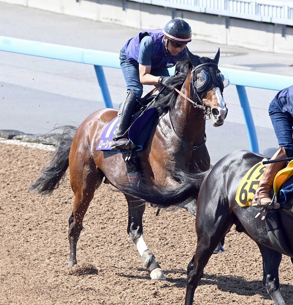 ローシャムパーク　クイーンエリザベスＳはルメールと再コンビ　４・１２豪ランドウイック競馬場