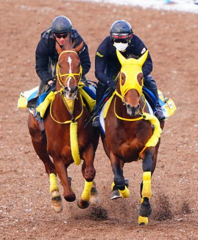 【阪神大賞典】ワープスピード　重賞初Vへ水分残るWコースで力強い走り