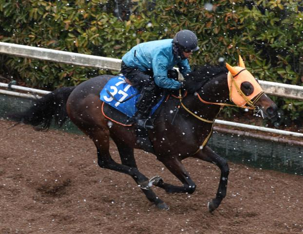 【阪神大賞典】武豊騎手と初コンビのショウナンラプンタは1枠1番　枠順決定