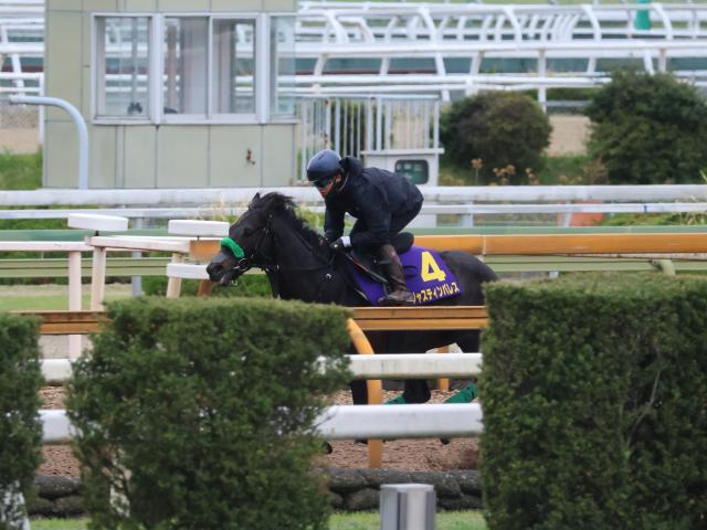 ジャスティンパレスなど、天皇賞(春)1週前追い切り速報/栗東トレセンニュース