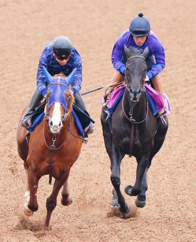 【フローラS】ブラックルビー軽快!3連勝で重賞初Vへ　田中博師「予定通りの調整」