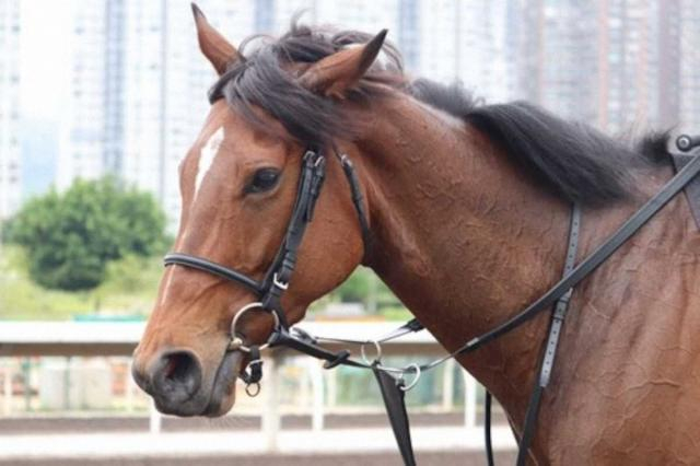「言葉が出ない」3冠牝馬リバティアイランドの悲報に競馬ファン「信じたくない」「つらい」