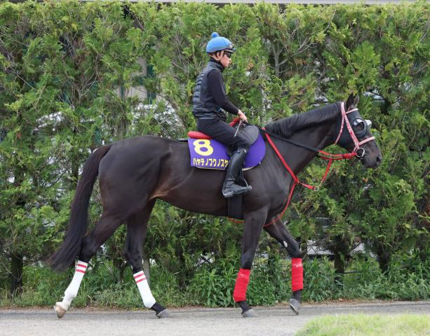 【天皇賞・春・山下の特注馬】状態絶好のハヤテノフクノスケが面白い　父ウインバリアシオンは14年に2着