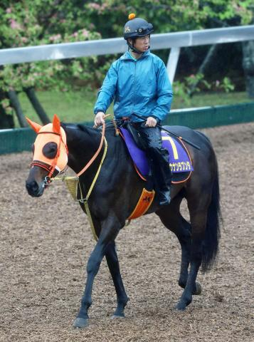 【天皇賞・春・理貴の特注馬】巻き返し十分のショウナンラプンタ　「盾男」武豊騎手の手綱で待望の初タイトルへ