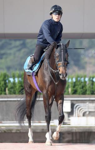 【古馬・注目馬動向】読売マイラーズC2着のジュンブロッサムは予定通り安田記念へ　