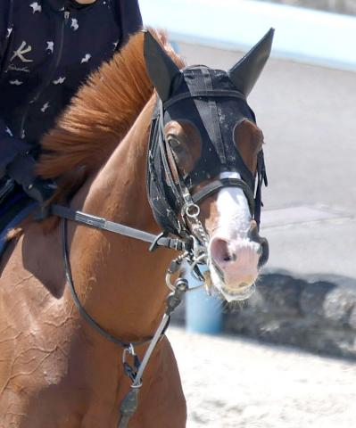 【天皇賞・春】サンライズアースは遅れも問題なし　池添謙一騎手「いい動きをしていたんじゃないかと思います」