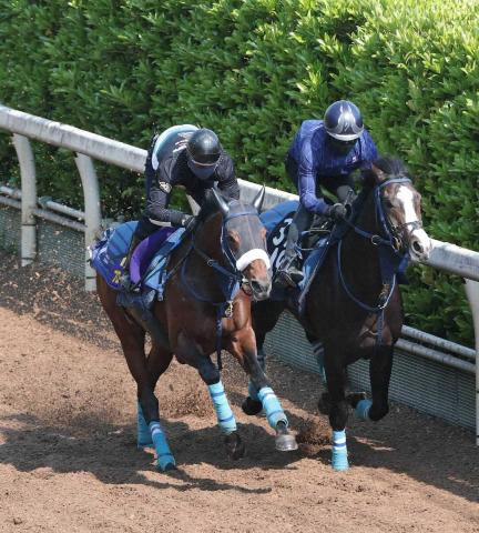 【天皇賞・春】ブローザホーン　体の張り毛ヅヤ良好　吉岡師「京都の坂をバランス良く走れる」