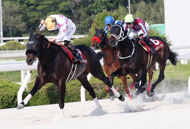 【兵庫CS】ハッピーマンは2番手から3頭で競り合うも2着　坂井瑠星騎手は「最高の競馬はできたが…」