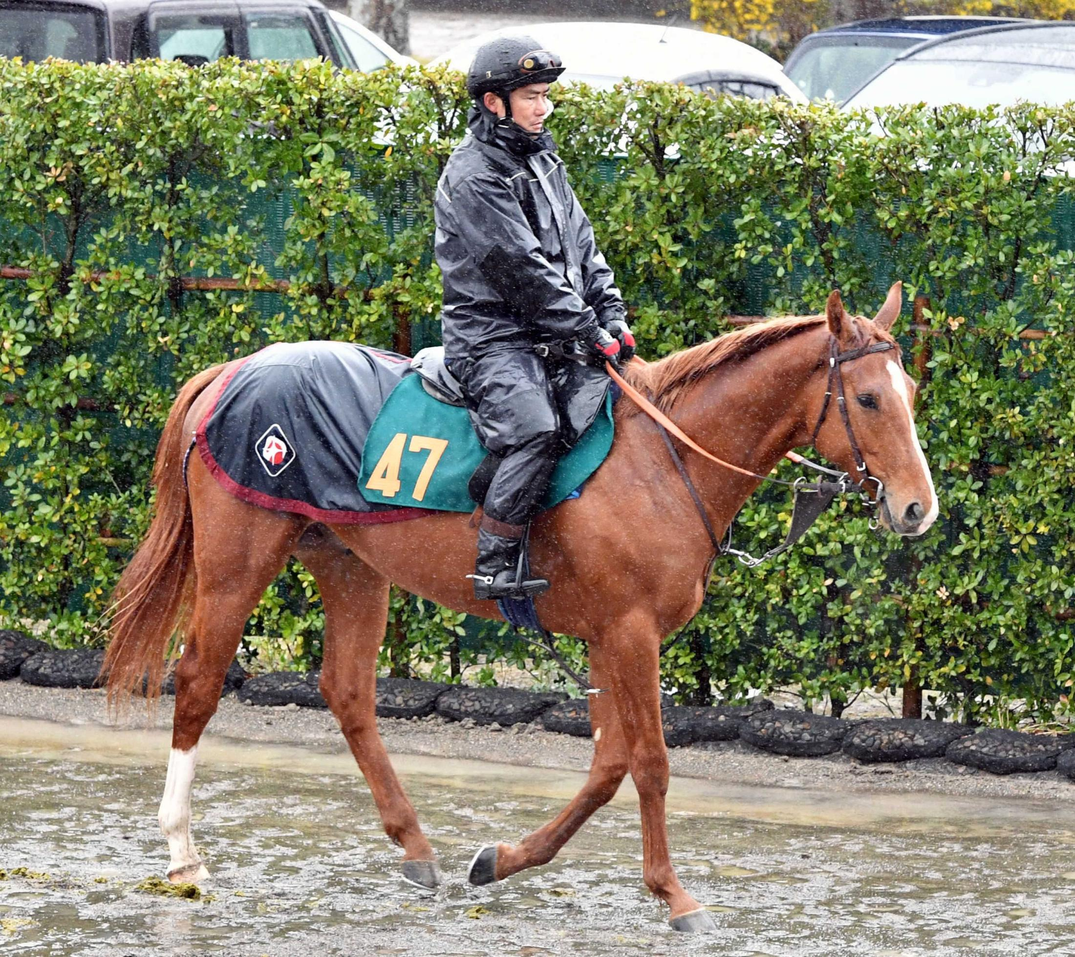 サレジオ　漂う大物感　田中博師「血統馬だけあって立派な馬」高評価