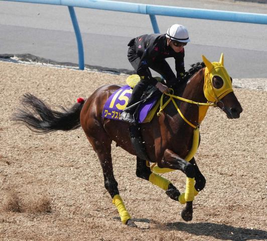 【天皇賞・春】(12)ワープスピード　海外経験で成長　使いつつ良化「状態はいい」