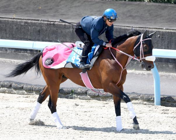 【かしわ記念】シャマルが史上4頭目の連覇達成　川須栄彦騎手「負けてたまるか!という気持ちでした」