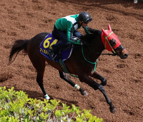 【NHKマイルC】マイネルチケット　スムーズに加速1F11秒8　宮師「何事もなく順調に来た」