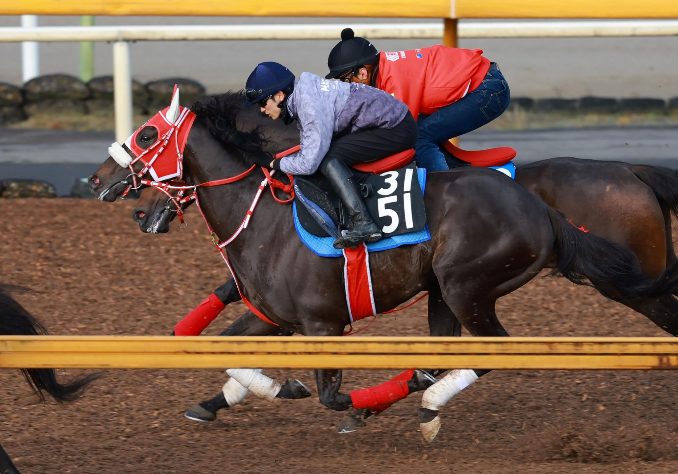 【京都新聞杯】キングスコール　馬体重が戻った　田代厩務員「上向いている」巻き返しに期待