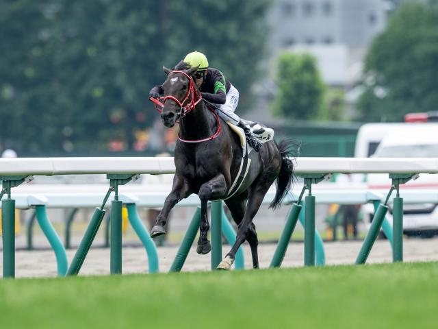 【京都新聞杯予想】ダービーへの東上最終便 末脚確かな馬を狙うのがベター