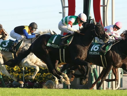 キラーアビリティがインドで種牡馬入りｗｗｗｗｗ