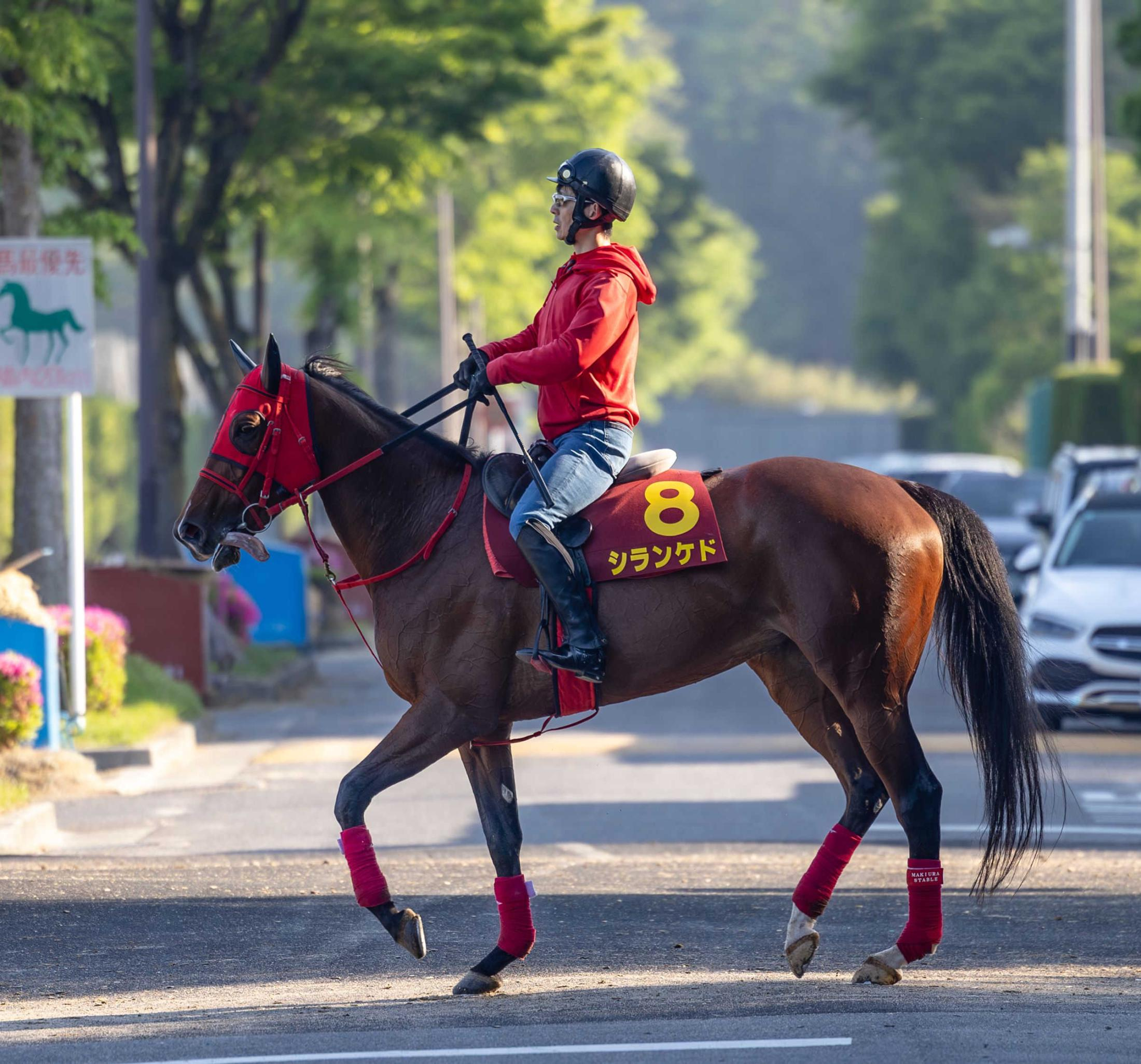 【ヴィクトリアＭ】シランケド　いざ参ル　昨夏から３連勝！さらなる良化！初Ｇ１＆１６００メートルで豪脚解放だ！