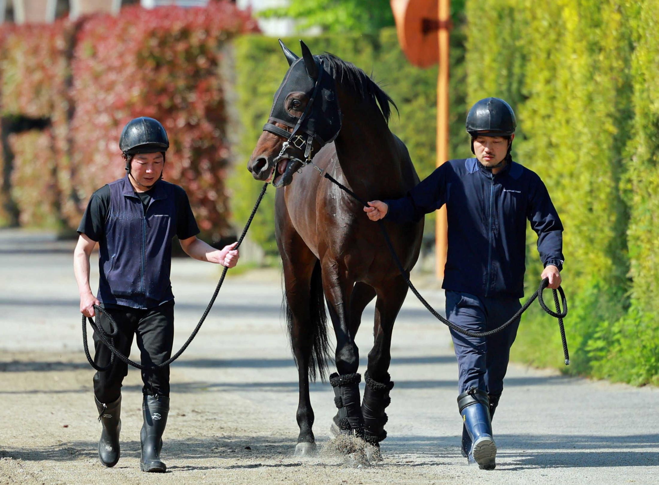 皐月賞馬ミュージアムマイルが帰栗　ダービーは新コンビのレーンと出陣　陣営「このまま無事に調整を進めていければ」