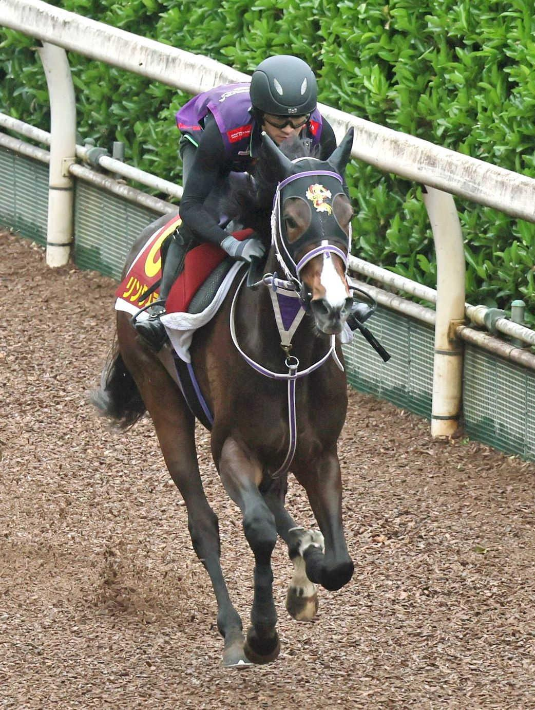 【オークス】リンクスティップ　逆転へ好リズム　桜花賞と遜色ない仕上がり　雨予報もプラス