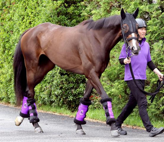 【オークス】カムニャックはフローラSよりも状態面がアップ　陣営「減った馬体も戻せた」