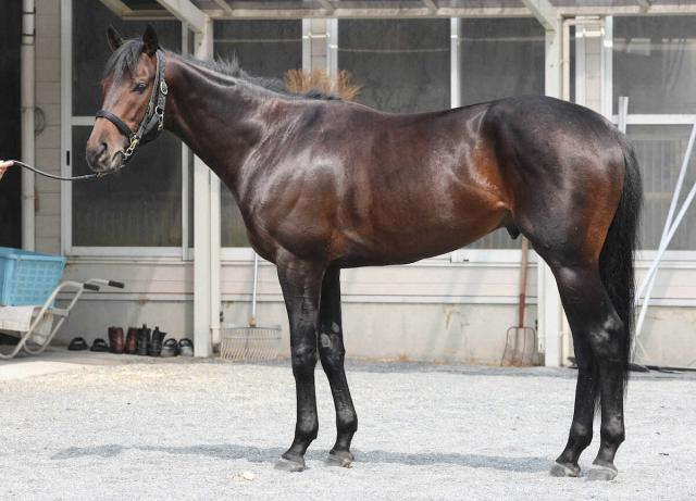 【日本ダービー】ミュージアムマイル94点　古馬級の落ち着き肩とトモに豊富な筋肉