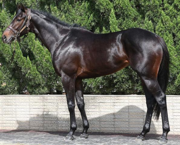 【日本ダービー】エムズ86点　小柄でも好馬体　2400メートル合いそう